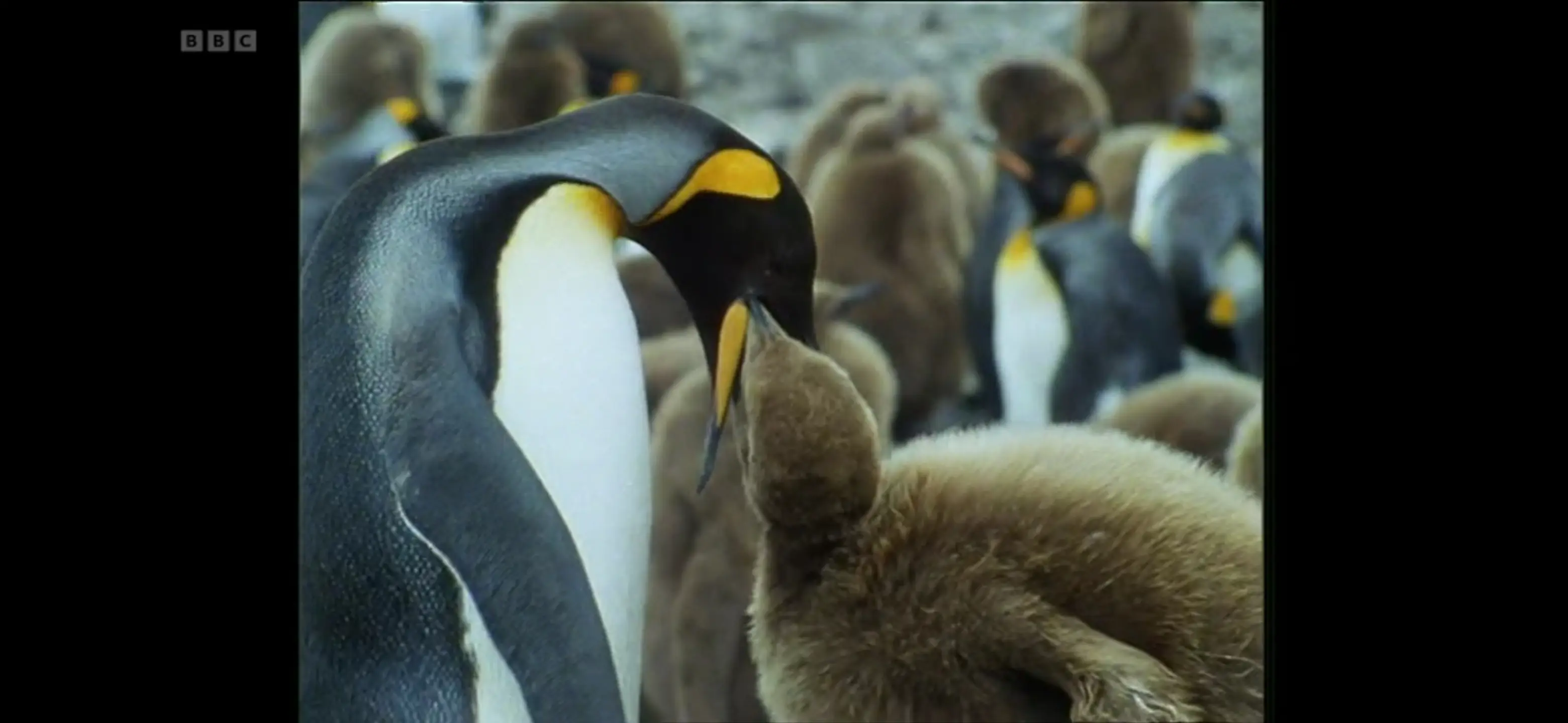 King penguin (Aptenodytes patagonicus patagonicus) as shown in Life in the Freezer - The Bountiful Sea